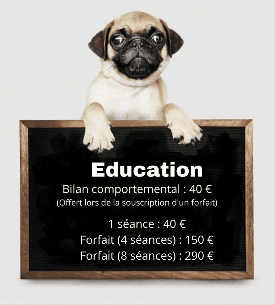 éducation canine educ positive33