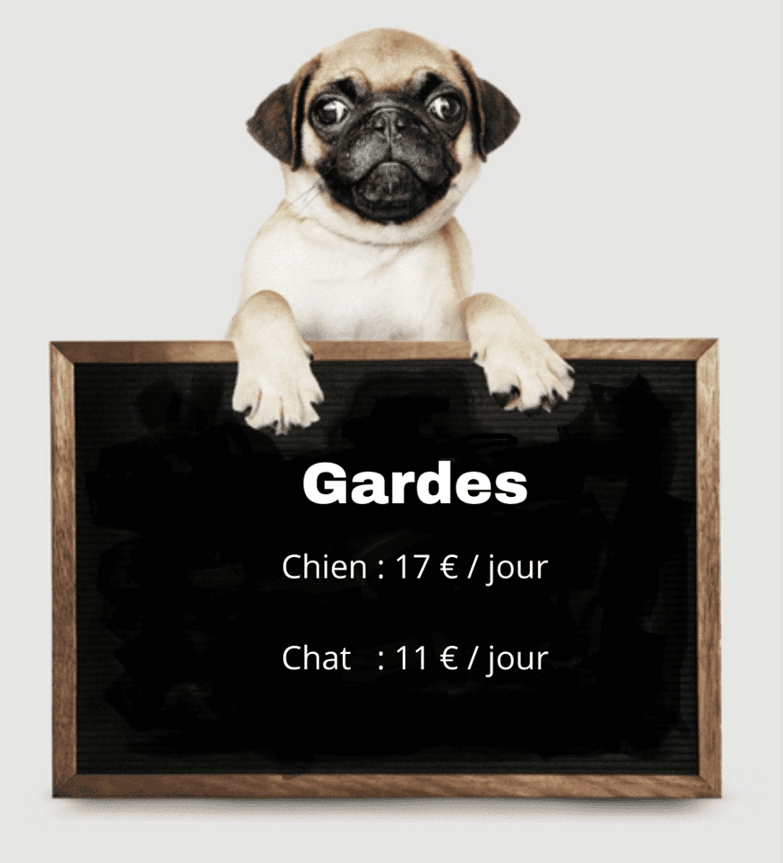 gardes chiens educ- positive33